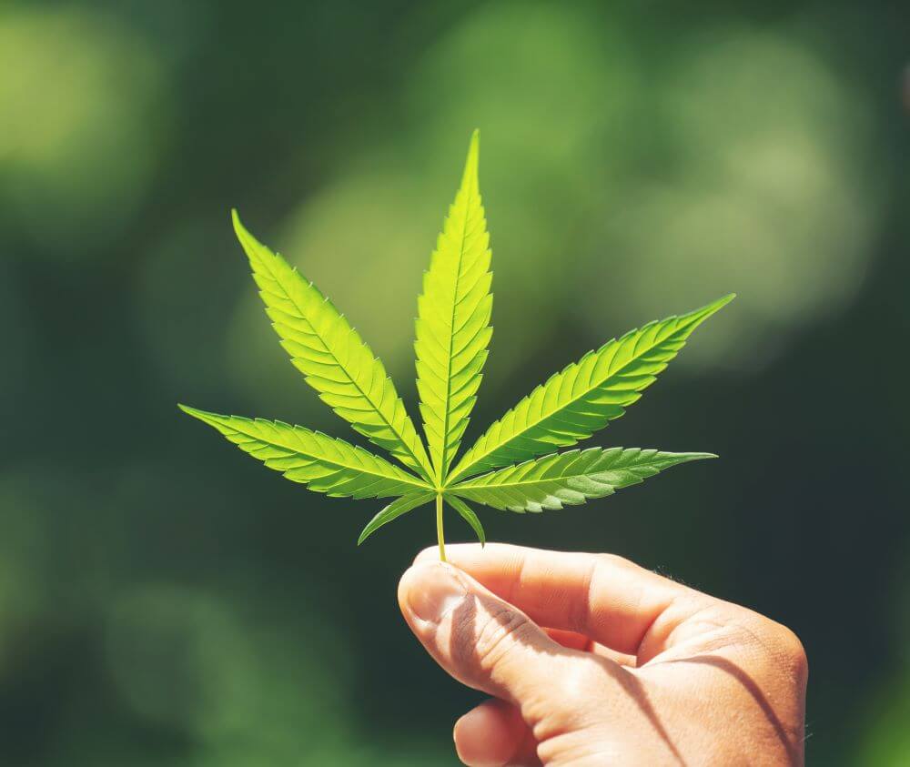 Marijuana Dementia leaf